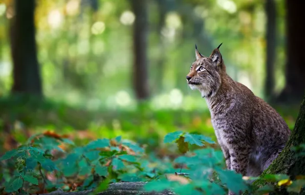 Picture forest, lynx, wild cat