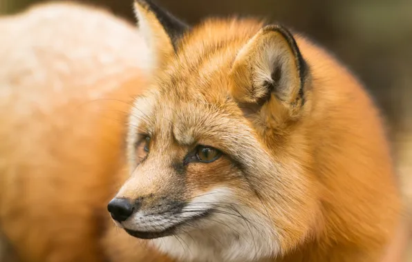 Picture look, face, background, portrait, Fox, red, Fox, fluffy