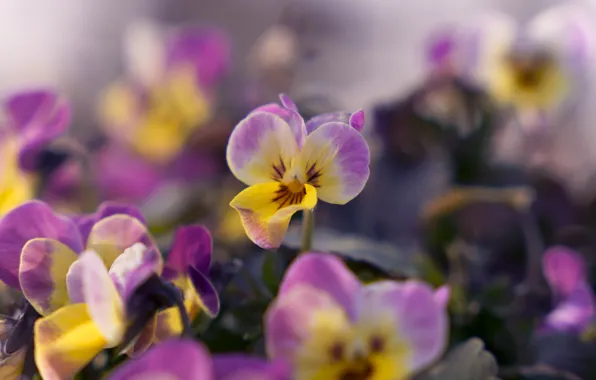 Picture flowers, spring, yellow, Pansy, lilac, bokeh, viola