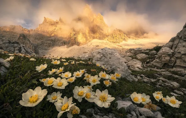 Picture clouds, landscape, sunset, flowers, mountains, nature, stones, Italy, The Dolomites