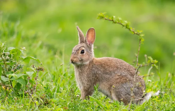 Picture grass, glade, hare, spring, baby, Bunny, green background, hare