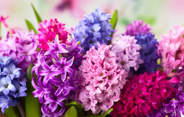 Picture flowers, bright, bouquet, spring, pink, different, lilac, hyacinths