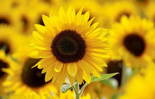 Picture Beautiful, Blooming, Sunflowers, Bloom