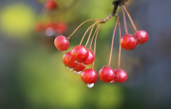 Picture autumn, drops, berries