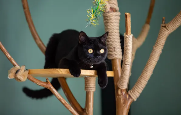 Picture cat, cat, look, branches, pose, kitty, black, legs, rope, lies, tinsel, tree, stand, scratching post