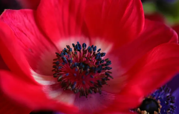 Picture flower, nature, paint, petals, anemone