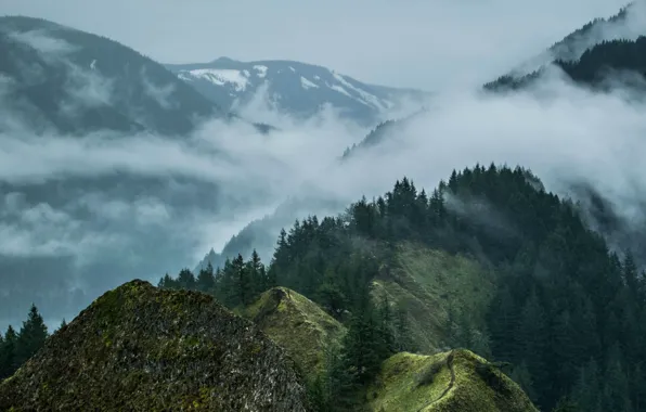 Picture forest, the sky, trees, mountains, nature, fog