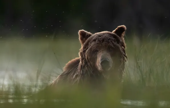 Picture grass, look, face, water, shore, bear, bathing, pond, bokeh, gnats