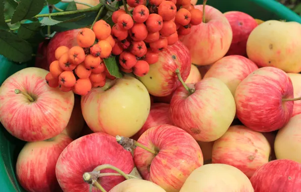 Picture apples, fruit, Rowan