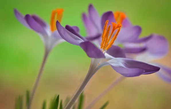 Picture macro, petals, crocuses, stamens, saffron