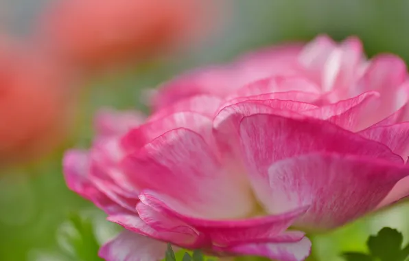 Picture flower, macro, pink, petals, anemone