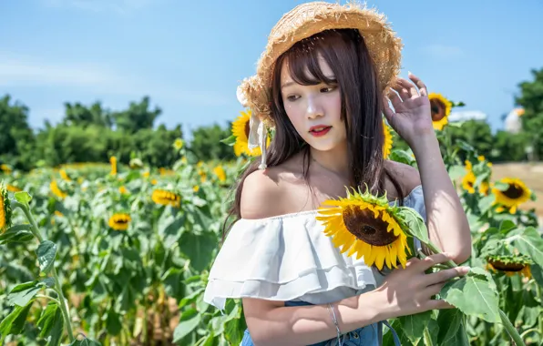 Picture field, summer, sunflowers, summer, field, cute girl, sunflowers, cute girl, bare shoulders, straw hat, straw …