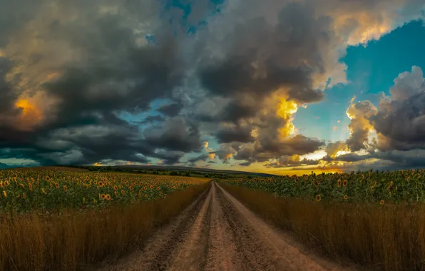 Picture field, clouds, sunflowers, clouds, path