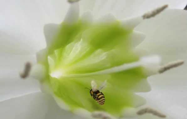 Picture flower, bee, stamens, queen bee, pistil