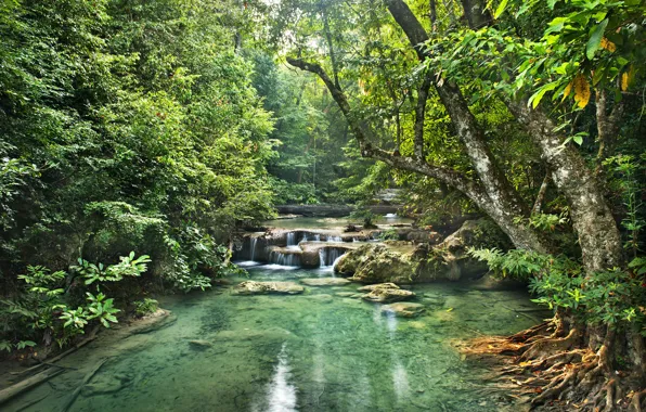 Picture greens, forest, trees, tropics, stream, stones, waterfall, jungle, Jungle, the bushes