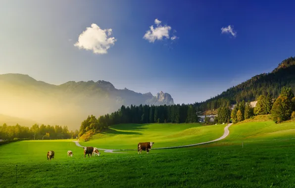 Picture road, field, forest, summer, the sky, clouds, mountains, fog, blue, morning, cows, pasture, meadow, haze
