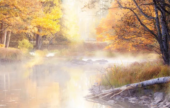 Picture autumn, trees, fog, morning, pond