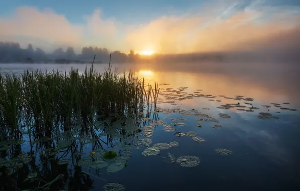 Picture the sun, river, dawn, reed