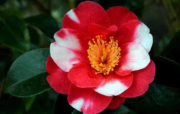 Picture flower, macro, Camellia