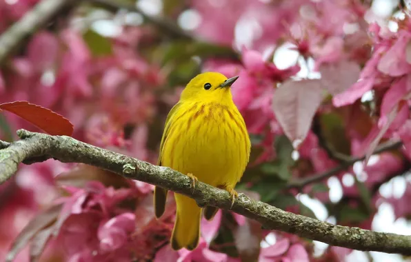 Picture branches, yellow, bird, foliage, bokeh, a woodland songster