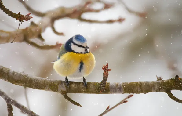 Picture snow, branches, bird, tit, Blue tit