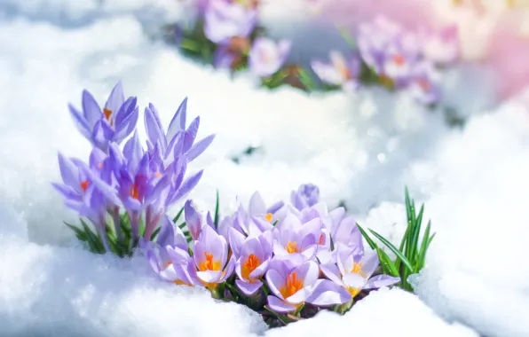 Picture snow, flowers, spring, crocuses, lilac