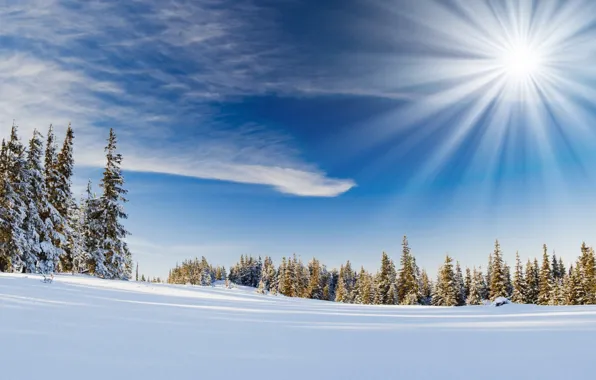 Picture winter, the sun, snow, spruce