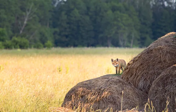 Picture field, forest, look, stack, Fox, hay, straw, face, bokeh, haystack