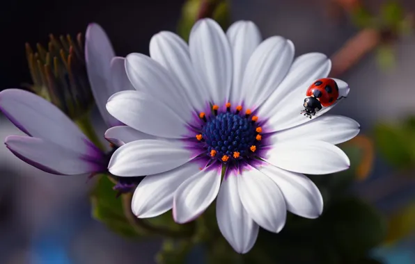 Picture white, flower, macro, ladybug, osteospermum