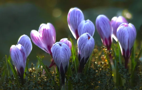 Picture light, flowers, glade, spring, blue, crocuses, buds, lilac, bokeh