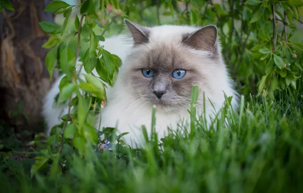 Picture greens, cat, summer, grass, cat, look, face, leaves, nature, stay, glade, portrait, branch, lies, blue …