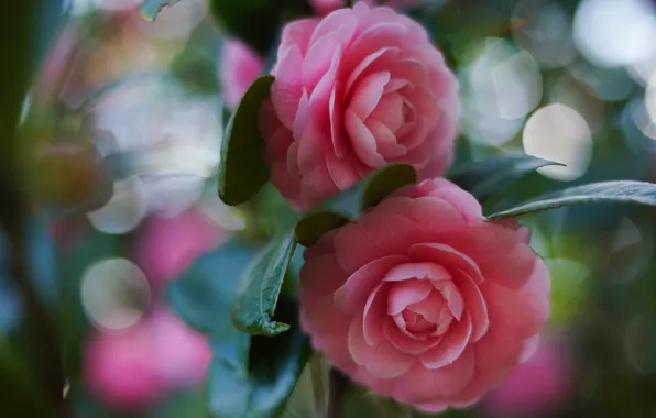 Picture flowers, blur, pink, Duo, bokeh, Camellia