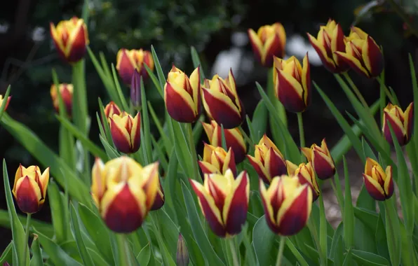 Picture flowers, spring, tulips, buds, flowerbed, bokeh, two-tone, yellow-red