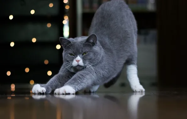 Picture on the floor, stretching, grey cat