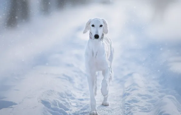 Picture winter, road, light, snow, nature, fog, dog, the snow, haze, white, collar, walk, snowfall, bokeh, …