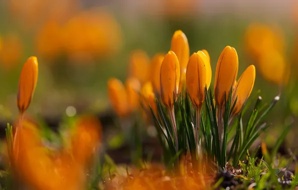 Picture flowers, spring, yellow, crocuses