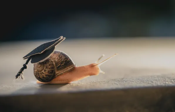 Picture nature, snail, hat