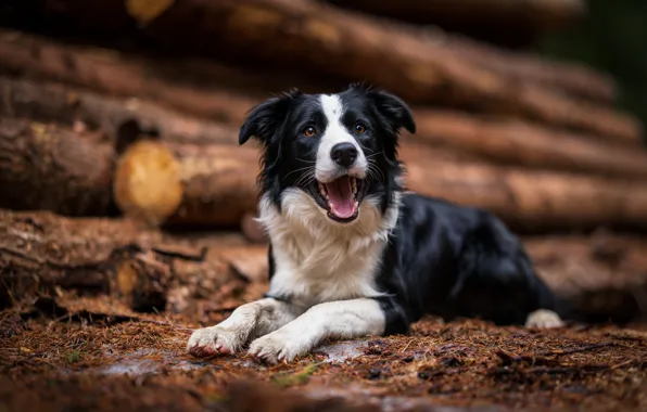 Picture language, look, face, dog, mouth, lies, logs, the border collie