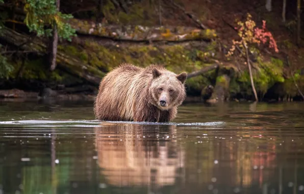 Picture look, nature, pose, reflection, shore, bear, bathing, pond, brown