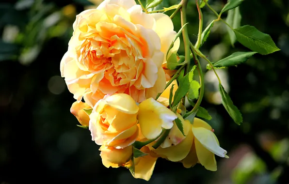 Picture Bush, roses, branch, yellow, buds