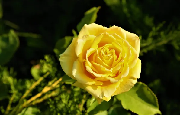 Picture flower, leaves, the dark background, rose, yellow, bokeh