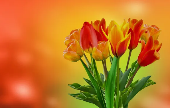 Picture flowers, bouquet, yellow, tulips, red, orange background