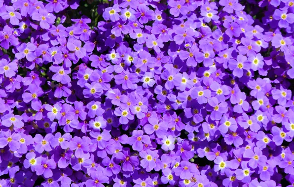 Picture purple, macro, petals