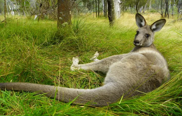 Picture grass, look, pose, Australia, kangaroo, lies