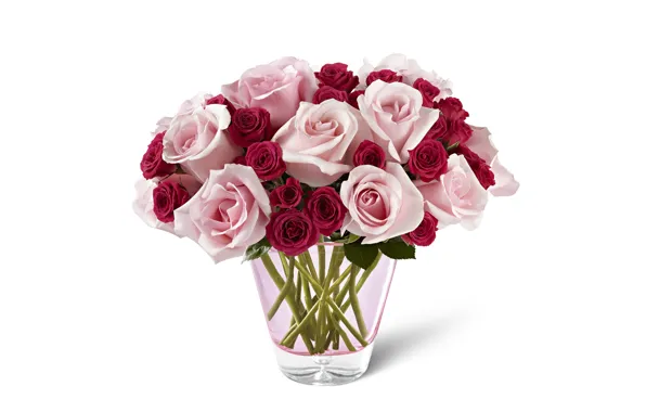 Picture flowers, roses, bouquet, white background, vase, pink, Burgundy