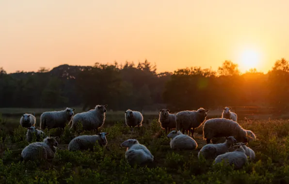 Picture summer, the sun, landscape, sunset, nature, dawn, sheep, pasture, sheep, the herd, livestock