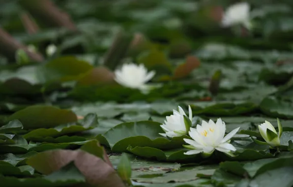 Picture nature, pond, Lotus