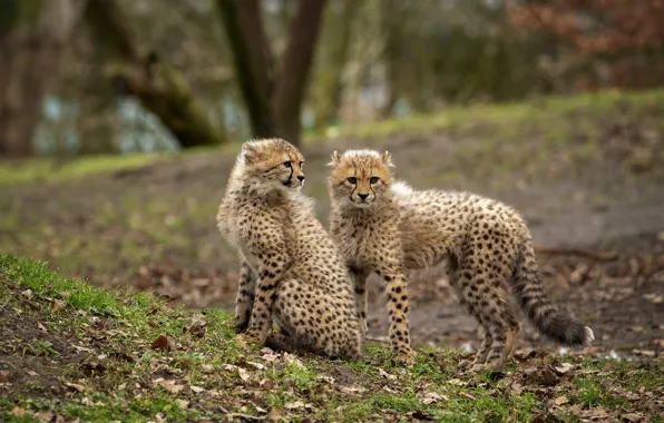 Picture pair, Cheetah, kids, two, cubs, cheetahs