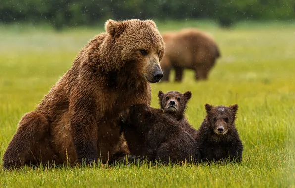 Picture grass, bear, bears, bears, family, bear