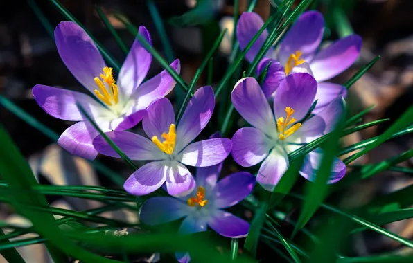 Picture flowers, spring, crocuses, lilac